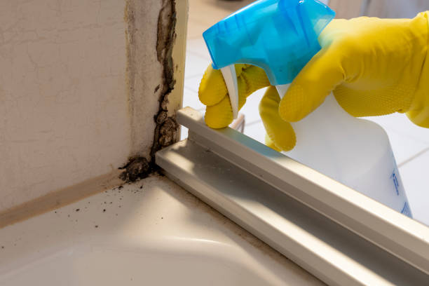 Best Attic Mold Removal  in Wellford, SC